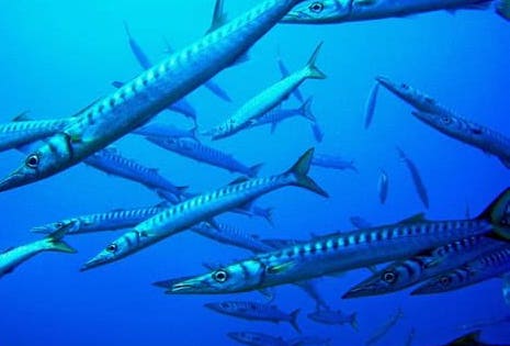 diving malta barracuda