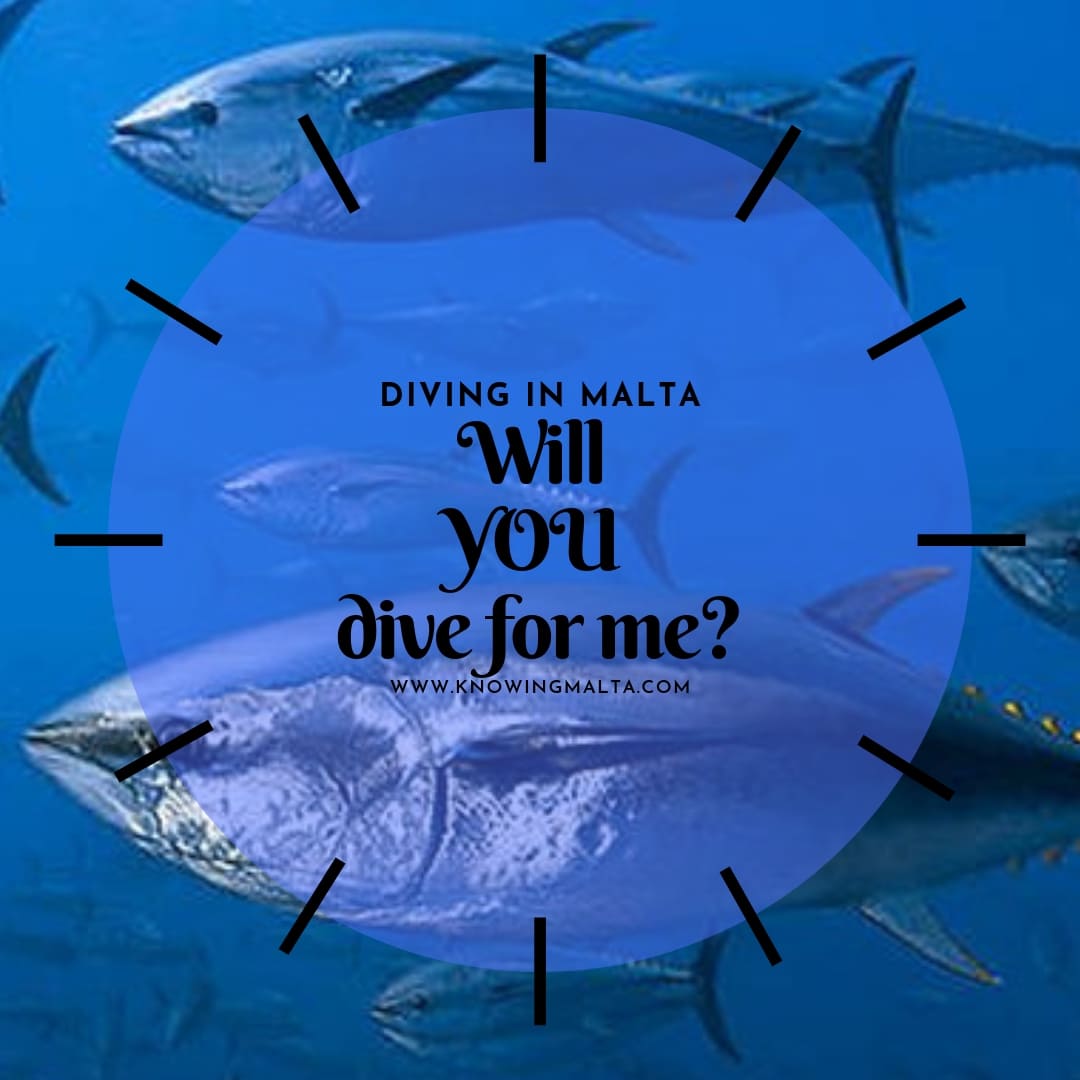 scuba diving malta tuna